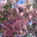 blooming-tree-outside-peak-office blooming-tree-outside-peak-office