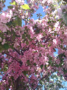 blooming-tree-outside-peak-office