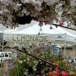 Lynsey's Lemonade Lynsey's Lemonade