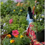 Flowers at Market