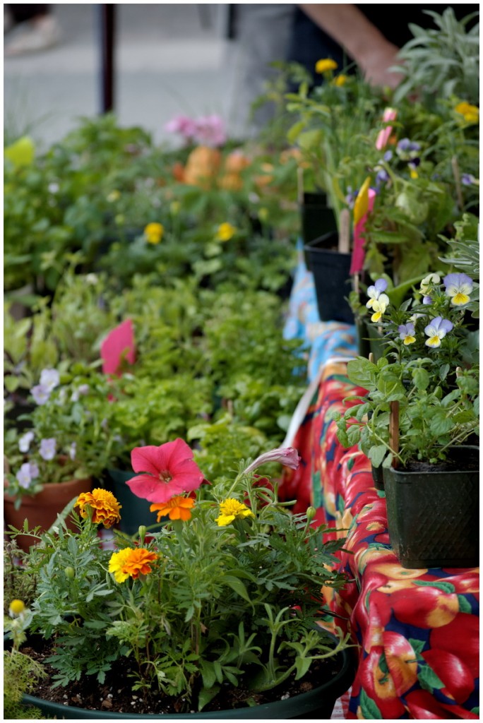Flowers at Market Flowers at Market