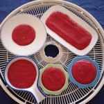 Fruit leather dehydrating in saucers