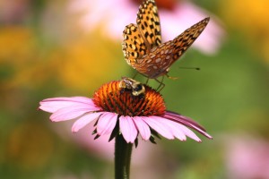 Butterfly on a flower